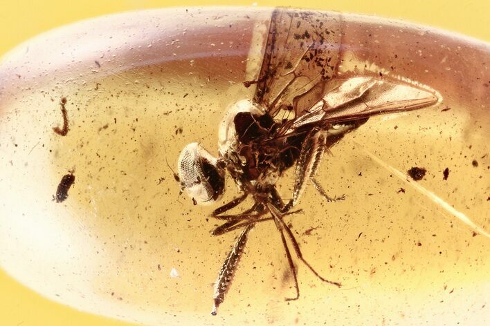 Detailed Fossil Dagger Fly (Empididae) In Baltic Amber #296976